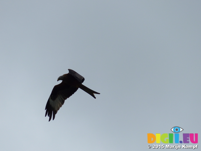 FZ015201 Red kite (Milvus milvus)